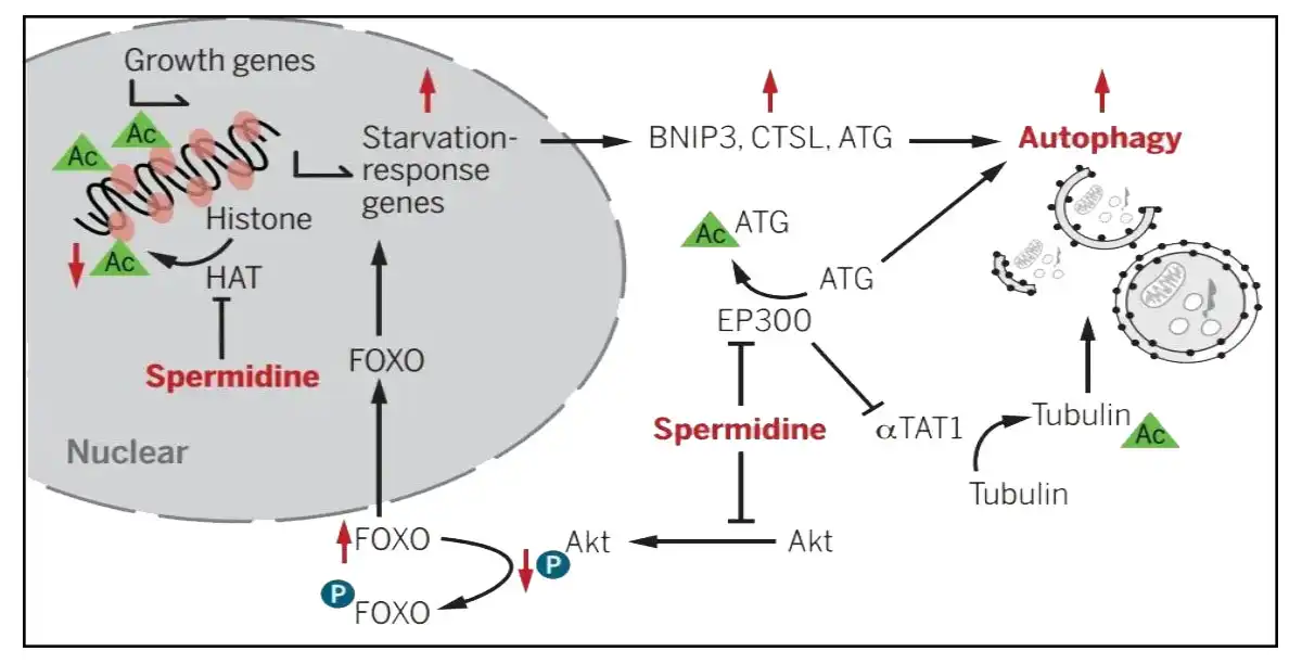 Spermidine Offer.jpg